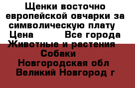 Щенки восточно европейской овчарки за символическую плату › Цена ­ 250 - Все города Животные и растения » Собаки   . Новгородская обл.,Великий Новгород г.